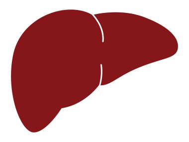 Karaciğer organı renkli versiyon anatomi bilim biyolojisi eğitim tasarım vektörü