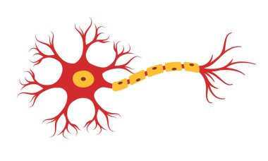 Nöron sinir sistemi anatomisi nörotransmitter duyusal nöroloji vektör illüstrasyon nöron sinapsı çizer