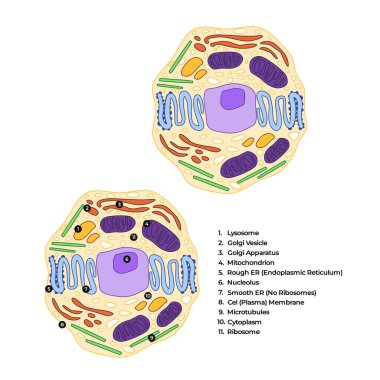 Hayvan hücre anatomisi çizimleri mitokondri hücresel anatomi şeması vektörleri