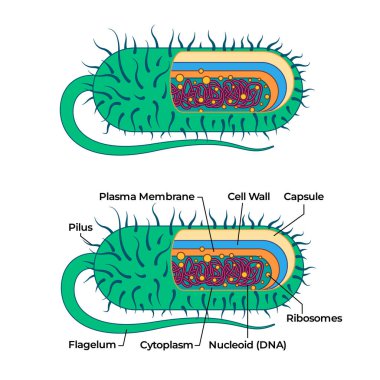 Ribozom ve flagella bakteri yapı vektörlü bakteri hücre anatomisi kapsülü