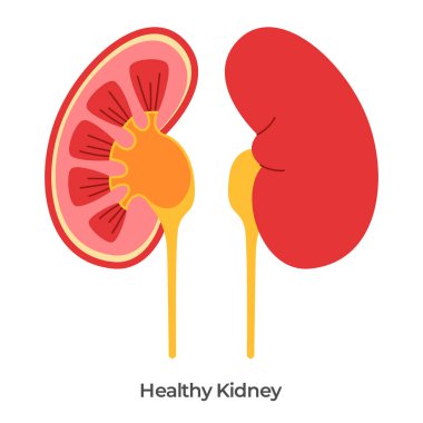 Böbrek anatomisi çizimi sağlıklı böbrekler sağ organı izole edilmiş beyaz arka plan vektörü bıraktı