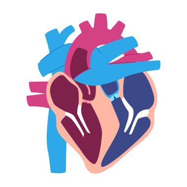 Etiketsiz kalp anatomisi çizimi. Metin insan kalbi diyagramı vektörü yok.