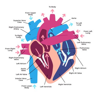 İnsan kalp anatomisi yapıları ve kan akış yolları üst ve alt vena cava sağ ve sol atria ventrikül pulmoner arterler ve etiketli damarlar