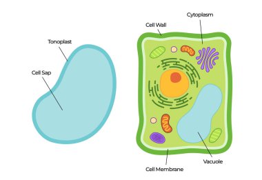 Bitki hücresinin diyagramı ve biyoloji dersleri, botanik eğitimi, hücresel biyoloji ve bitki hücrelerinin yapısı için çarpıtılmış eğitimsel vektör çizimi