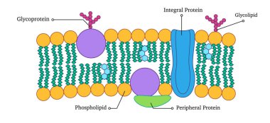 Sıvı mozaik hücre zarı bileşenleri fosfolipid integral ve periferik proteinler glikoproteinler glikolipidler karmaşık yapıyı ve hücre zarının fonksiyonunu açıklar.