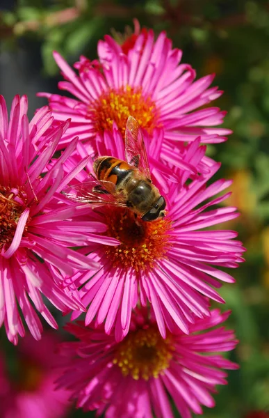 Eine Biene Sammelt Pollen Von Kleinen Rosafarbenen Herbst Astern — Stockfoto