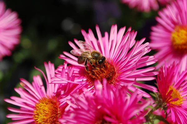 Bee Collects Pollen Small Pink Autumn Asters — Stock Photo, Image
