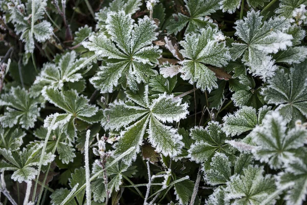 아름다운 무늬가 잎들은 흰서리로 — 스톡 사진