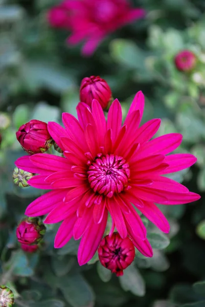 Bright Pink Chrysanthemums Blooming Autumn Day — Stock Photo, Image