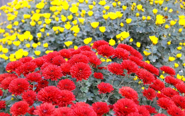 Crisantemos Rojos Que Florecen Sobre Fondo Crisantemos Amarillos —  Fotos de Stock
