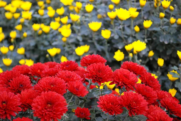 Красные Хризантемы Цветущие Фоне Желтых Хризантем — стоковое фото