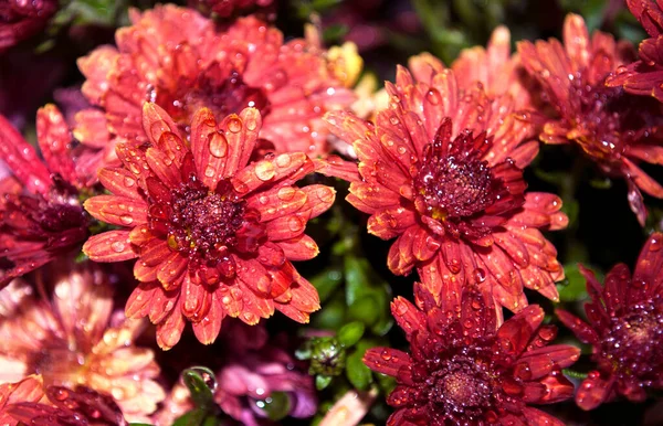 Crisantemos Rojos Cubiertos Con Pequeñas Gotas Lluvia — Foto de Stock