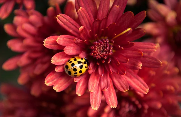 Jasnożółta Biedronka Siedzi Czerwonym Chryzantemie Kwiat — Zdjęcie stockowe