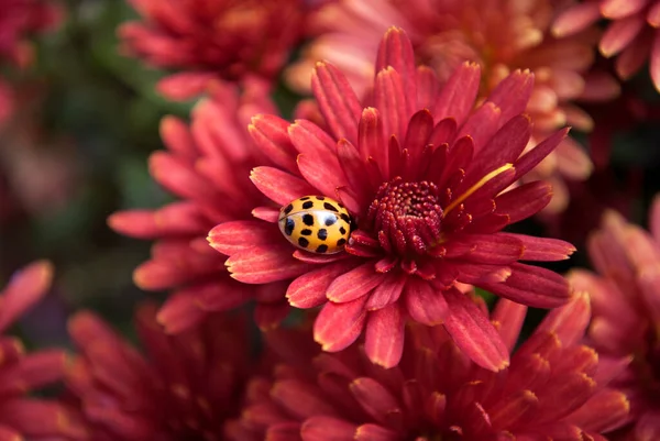 鲜亮的黄色瓢虫栖息在一朵红菊花上 — 图库照片