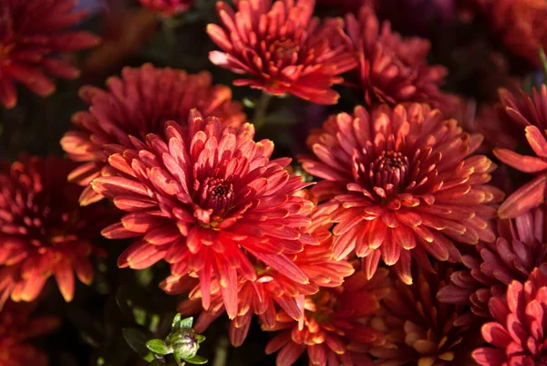 Красные Хризантемы Цветут Осенний День — стоковое фото