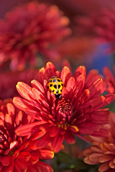 Leuchtend Gelber Marienkäfer Sitzt Auf Einer Roten Chrysanthemenblüte — Stockfoto
