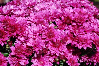 Bir sonbahar günü açan parlak pembe kasımpatı çalısı.