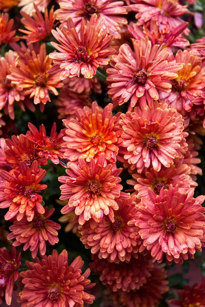 Red Terry Chrysanthemums Covered Raindrops — Stock Photo, Image