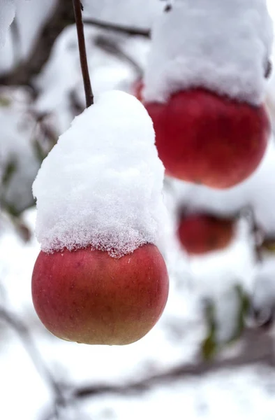 Красные Яблоки Покрытые Белым Пушистым Снегом — стоковое фото