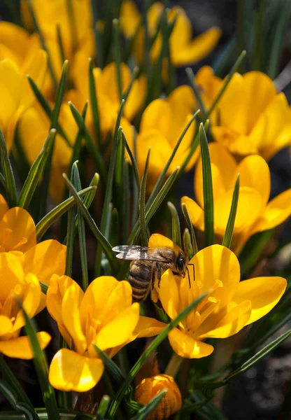 Eine Biene Sitzt Auf Leuchtend Gelben Krokussen — Stockfoto