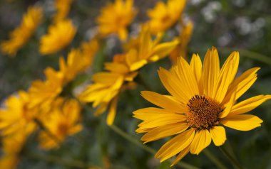 Yeşil yaprakların arasında büyüyen parlak sarı çiçekler
