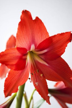 Pencerede büyüyen büyük kırmızı hippeastrum çiçeği