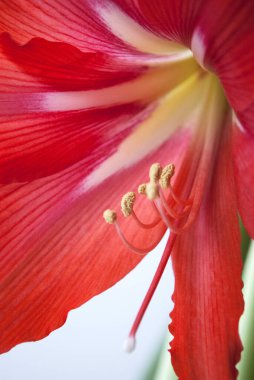 Pencerede büyüyen büyük kırmızı hippeastrum çiçeği