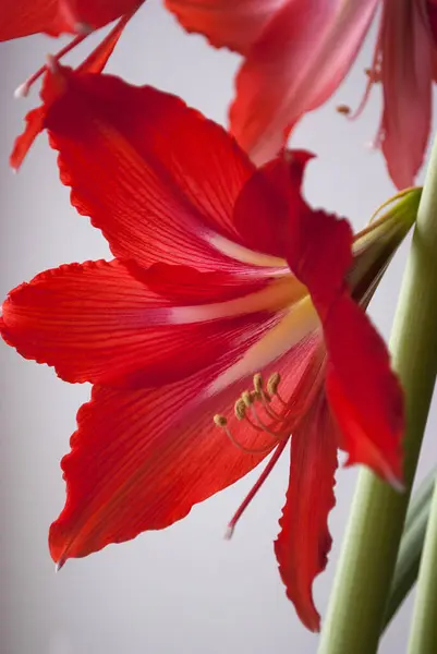 Pencerede büyüyen büyük kırmızı hippeastrum çiçeği