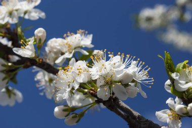 Mavi gökyüzüne karşı narin beyaz erik çiçekleri