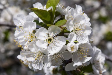 Sıcak bir bahar gününde kiraz çiçekleri açar.