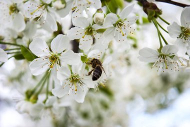 Arı beyaz kiraz çiçeklerinden polen toplar