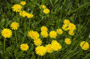 Yeşil çimenlerin arasında büyüyen parlak sarı karahindibalar.