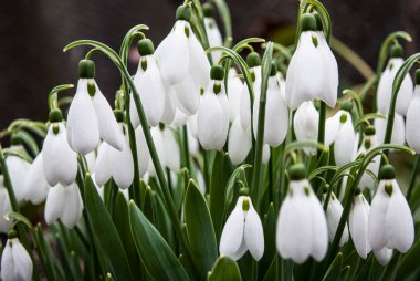 Narin beyaz kar damlaları bir bahar günü çiçek açar.