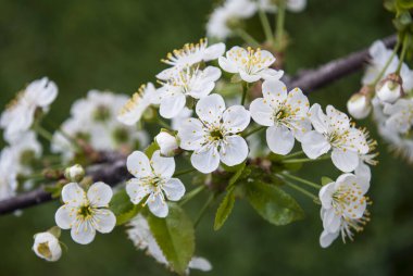 Kiraz çiçekleri beyaz narin çiçeklerle