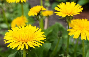 Yeşil yaprakların arasında parlak sarı karahindibalar.