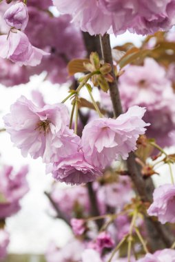 Yumuşak açan narin pembe sakura dalı.