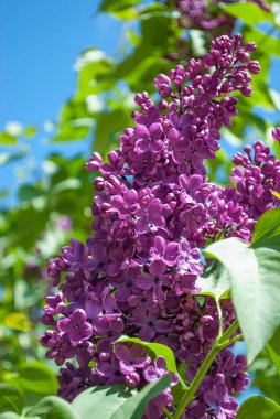 Narin leylak çiçeklerinin parlak cilvesi