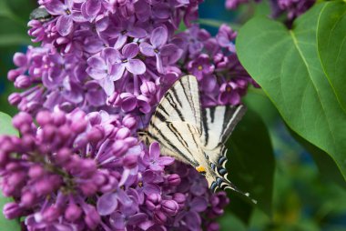 Yumuşak bir kırlangıç kelebeği leylak renginde oturur.