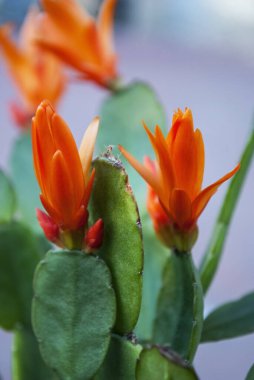 turuncu rhipsalidopsis dekoratif ev dekorasyonu