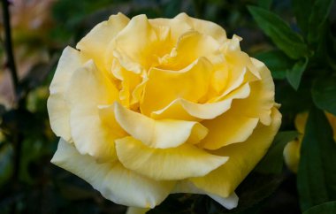 Yeşil yaprakların arasında parlak sarı bir gül