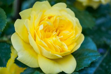 Yeşil yaprakların arasında parlak sarı bir gül