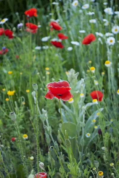 Yeşil yaprakları bir arka plan üzerinde kırmızı haşhaş