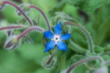 Yumuşak mavi çiçeklerle açan salatalık otları