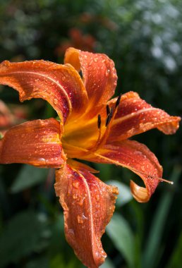 yağmur damlalarıyla kaplı portakal çiçekleri