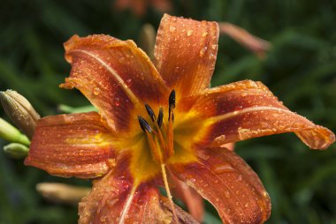 yağmur damlalarıyla kaplı portakal çiçekleri