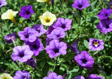 Parlak Calabrichoa 'nın yemyeşil çiçeği.