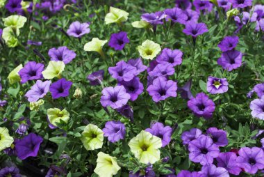 Parlak Calabrichoa 'nın yemyeşil çiçeği.