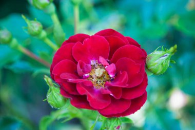 Yeşil yapraklar ve tomurcuklar arasında kırmızı gül