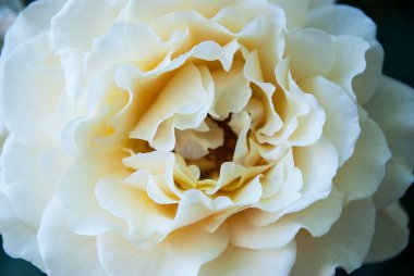 Narin sarı gül çiçeği, yakından.