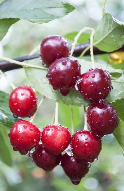 Yağmur damlalı bir dalda kırmızı kirazlar